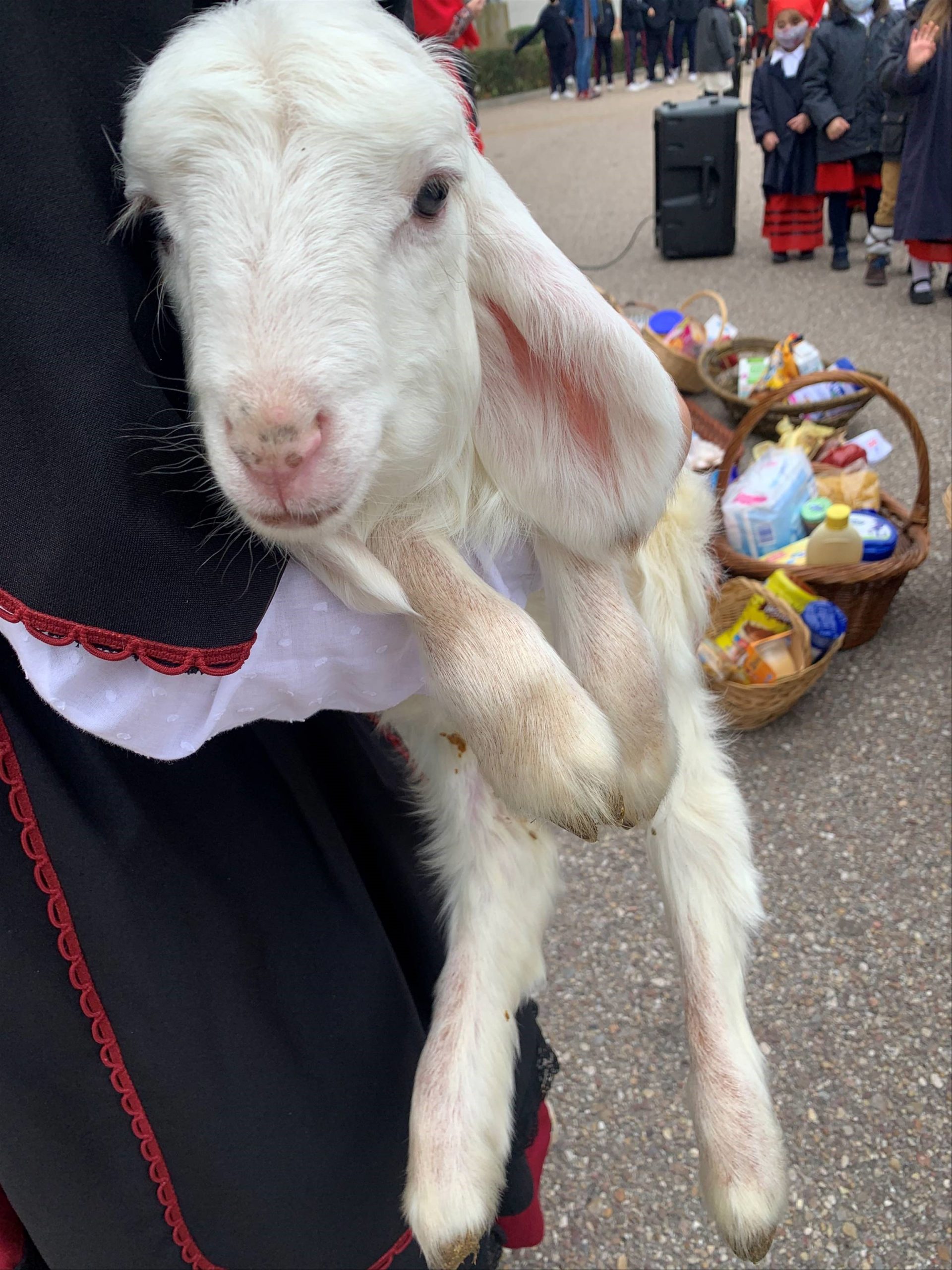 Lamb in Spanish school for Christmas celebration